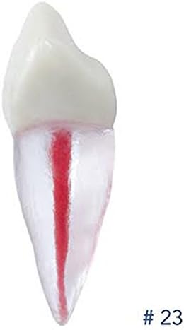 Dental Endodontic Tooth With Root For Endodontic Practice #23 ARTMED