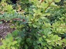 Japanese Barberry - Berberis Thunbergii - 1 Pkt Of 25 Seeds - Fruiting Shrub - Berries