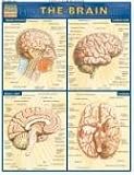 Brain (Quickstudy: Academic)