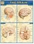 Brain (Quickstudy: Academic)