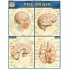 Brain (Quickstudy: Academic)