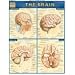 Brain Laminated Reference Guide (Quickstudy: Academic)