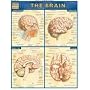 Brain Laminated Reference Guide (Quickstudy: Academic)