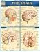 The Brain (Quickstudy: Academic) by Barcharts ISBN 1572225173