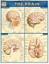 The Brain (Quickstudy: Academic)