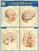 The Brain (Quickstudy: Academic)