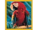 Macaw Red Scarlet Macaw