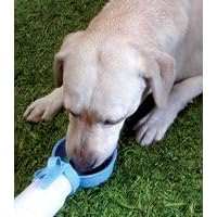 dog bowl, travel dog bowl