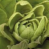 Organic Yellow Mullein - 150 Seeds - Perennial