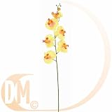 Discount Mariage - Phalaenopsis ivoire