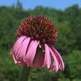Echinacea atrorubens (Reflexed Coneflower) - Bulk Wildflower Seeds