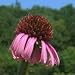 Reflexed Coneflower (Echinacea atrorubens) - Jumbo Wildflower Seed Packet