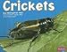 Crickets (Bugs Bugs Bugs)