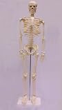 1st Quality Budget Ben Skeleton Model - 2.9 feet - 82 Cm (BEN102)