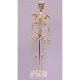 1st Quality Budget Ben Skeleton Model - 2.9 feet - 82 Cm (BEN102)