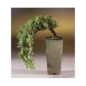 Bonsai Boy's Juniper - Cascade Style