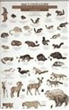 Mac's Field Guide to Yosemite National Park: Birds & Mammals