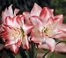 Outdoor Living : Flower Bulb Sale: Famous Double Amaryllis "Blossom Peacock" resembles huge waterlily.