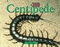 Bugs - Centidpede