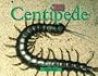 Centipede