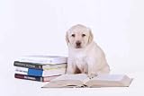 Labrador Puppy with Books - 36W x 24H - Peel and Stick Wall Decal by Wallmonkeys