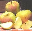 Gala Apple Tree, Seven Gallon Container
