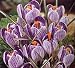 Crocus vernus bulb 