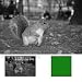 B + W 60mm #060 Glass Filter - Yellow/Green #11
