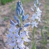 Wild Hyacinth (Camassia scilloides) - Jumbo Wildflower Seed Packet