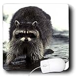 Wild animals - Raccoon, Raccoons - Mouse Pads