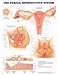 `Female Reproductive Chart Shows ovary fallopian tube uterus and vagina * Illustrates ovum the f