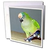 Birds - Skateboard Conure - Greeting Cards-12 Greeting Cards with envelopes