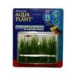 Hairgrass - 3 in.