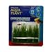 Hairgrass - 3 in.