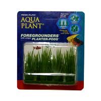 Hairgrass - 3 in.