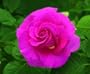 Gentle Giant (Rosa Hybrid Tea) - Bare Root Rose
