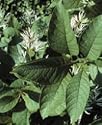 Chionanthus virginicus: Old Man's Beard Seeds