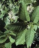 Chionanthus virginicus: Old Man's Beard Seeds