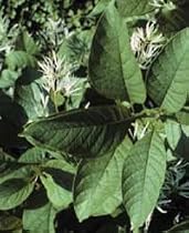 Chionanthus virginicus: Old Man's Beard Seeds
