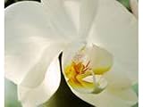 Kitchen & Housewares : Greeting Card Midi - White Orchid
