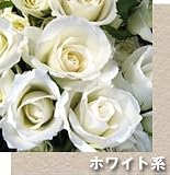 選べる花束　プチ　ホワイト　【生花】【お祝い】記念日】【誕生日】【フラワーギフト】【バラ】