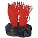 Long Tentacle Anemone - Red - 4 in. x 3 in. x 3 in.