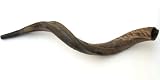 29- 31 Medium Yemenite Kudu Horn Natural Shofar, with Free Anti Odor Spray, Made in Israel