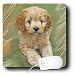 Dogs Poodle - Miniature Poodle Puppy - Mouse Pads