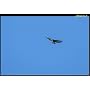 Sigma T�l�objectif 120-400 mm / F4,5-5,6 APO DG OS&hellip de Sigma