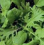 Lettuce Mild Mesclun Mix 1200 Seeds per Packet