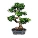 BonsaiOutlet Bonsai Tree - - Ficus Bonsai Tree (Green Island) II