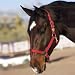 Hamilton Deluxe 1 Nylon Horse Halter with Adjustable Chin and Snap - Available in Assorted Sizes and Colors