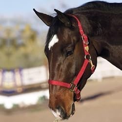 Hamilton Deluxe 1" Nylon Horse Halter with Adjustable Chin and Snap, Mango, Average (800-1100 lbs)