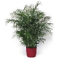 15 Bamboo palm Seeds for HOUSE PLANTS